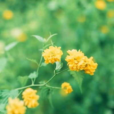泡泡三国破解版最新版下载